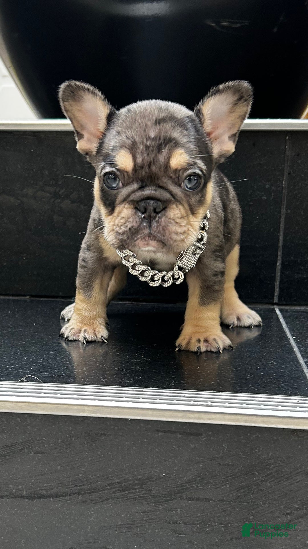 French Bulldog dogs for sale: Noel  - Ad 4