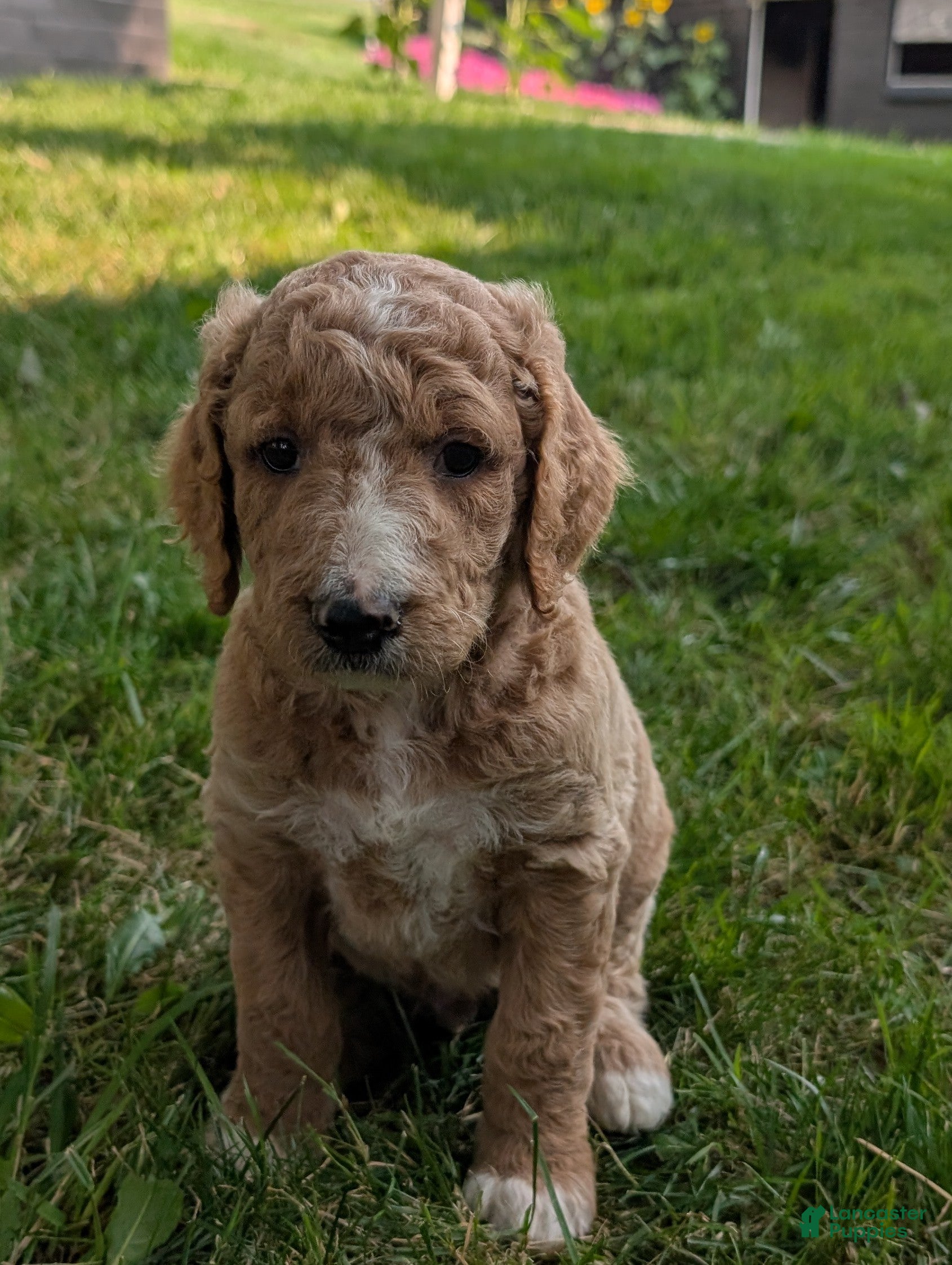 Goldendoodle dogs Tyson  - Ad 2
