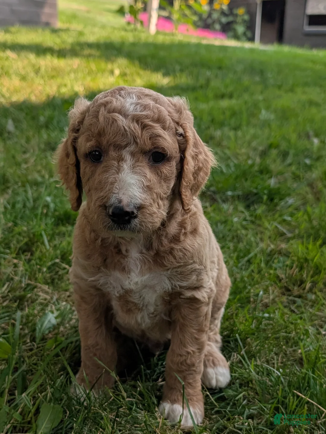 Goldendoodle dogs for sale: Tyson  - Ad 2