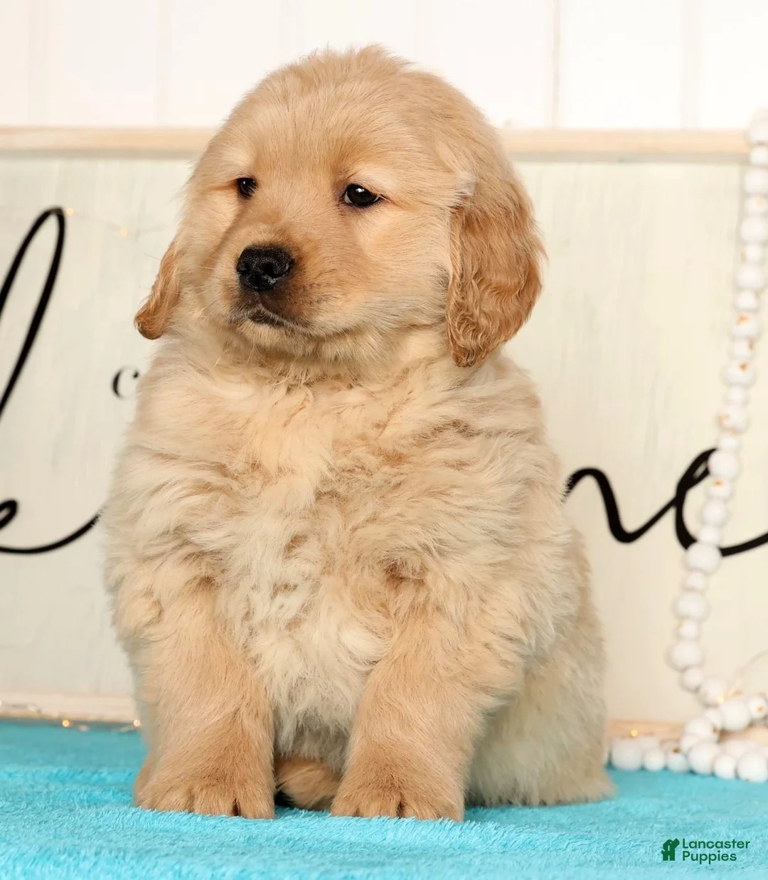 Golden Retriever dogs for sale: Ricky - Ad 9