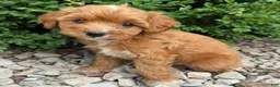 Cavapoo dogs for sale: Paul  - Ad 4
