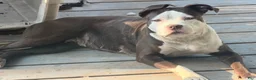 American Bully dogs for sale: American Bully 7 - Ad 4