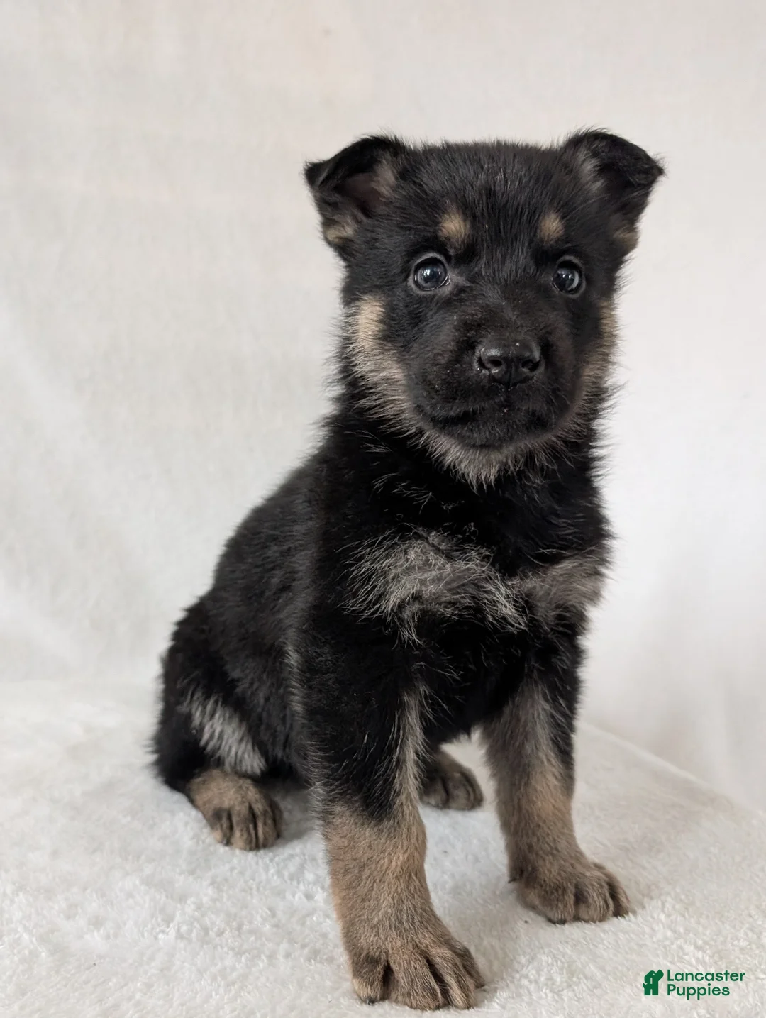 German Shepherd dogs for sale: Sara - Ad 10