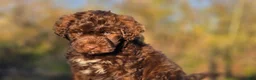 Portuguese Water Dog dogs for sale: Forrest - Ad 3