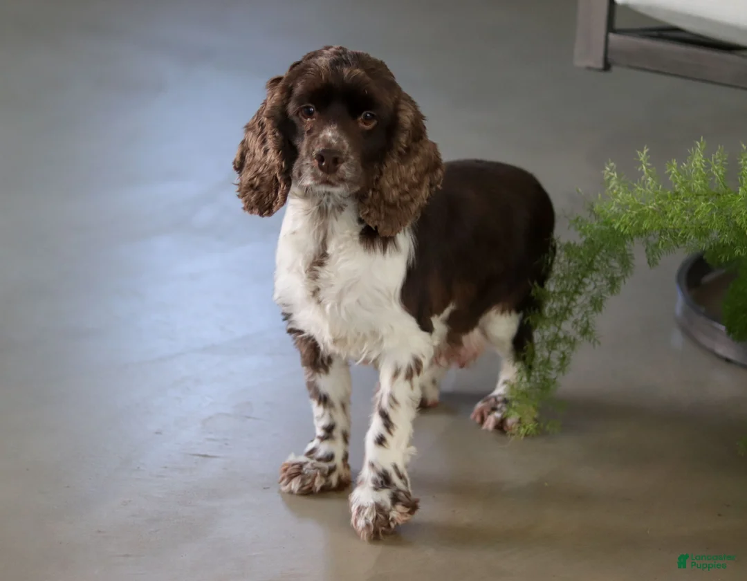 Cocker Spaniel dogs for sale: Archie - Ad 9