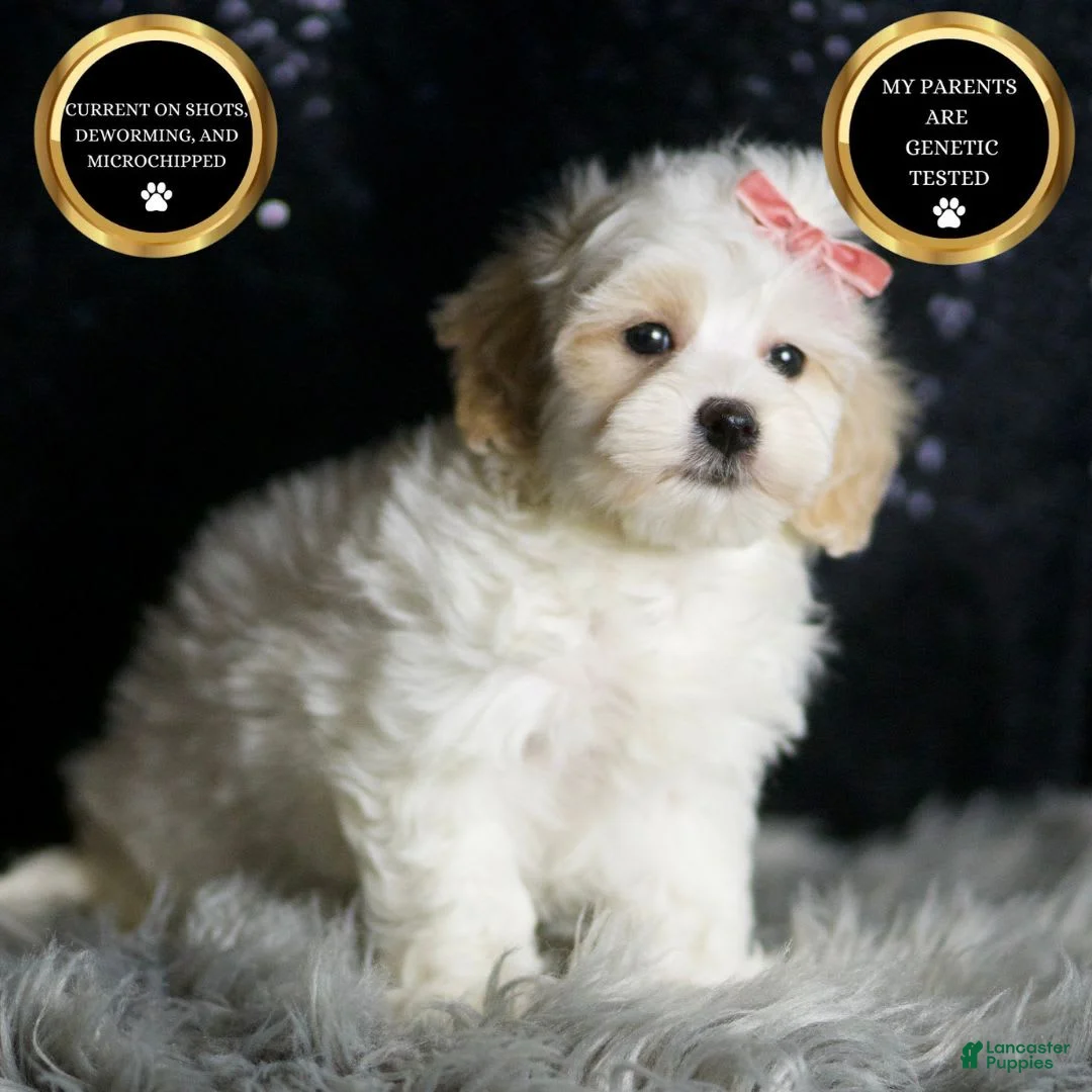 Maltipoo dogs for sale: Aphrodite - Ad 6