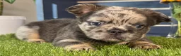 French Bulldog dogs for sale: Girlie - Ad 4