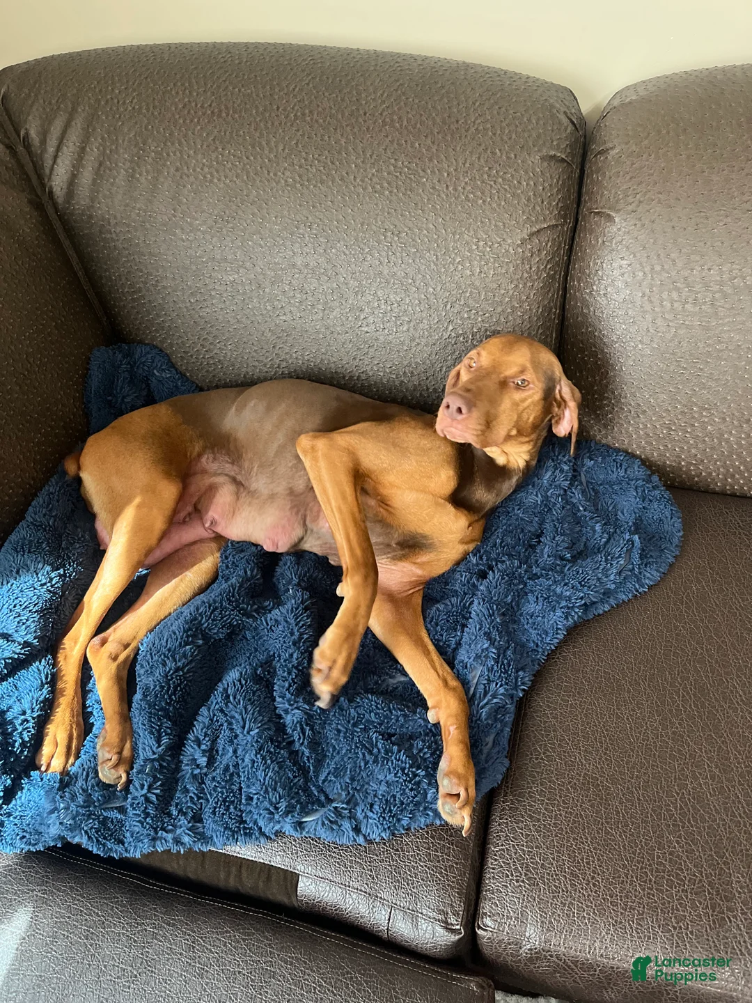 Mixed Breed dogs for sale: Boy- Puppy 3 - Ad 2