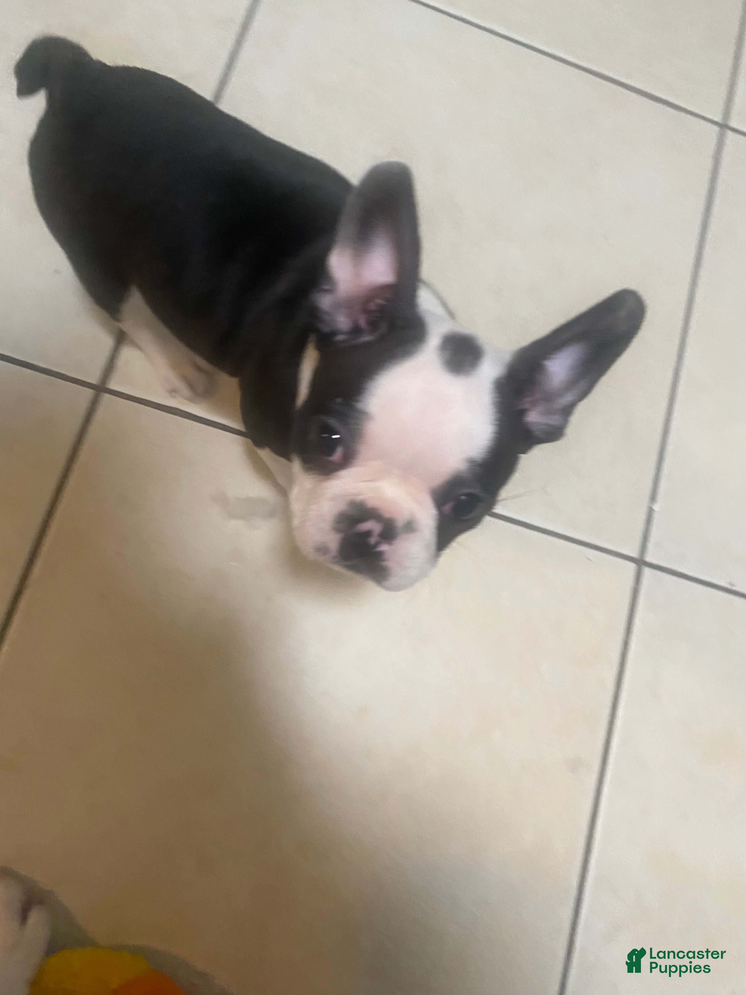 Frenchton dogs for sale: Bubba  - Ad 3