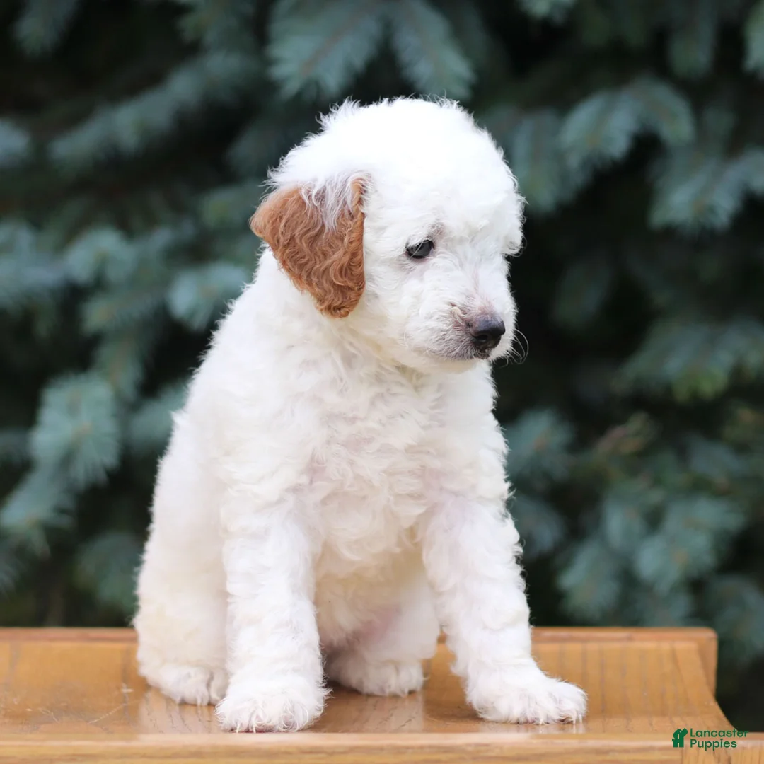 Mini Goldendoodle dogs for sale: Clipso - Ad 2