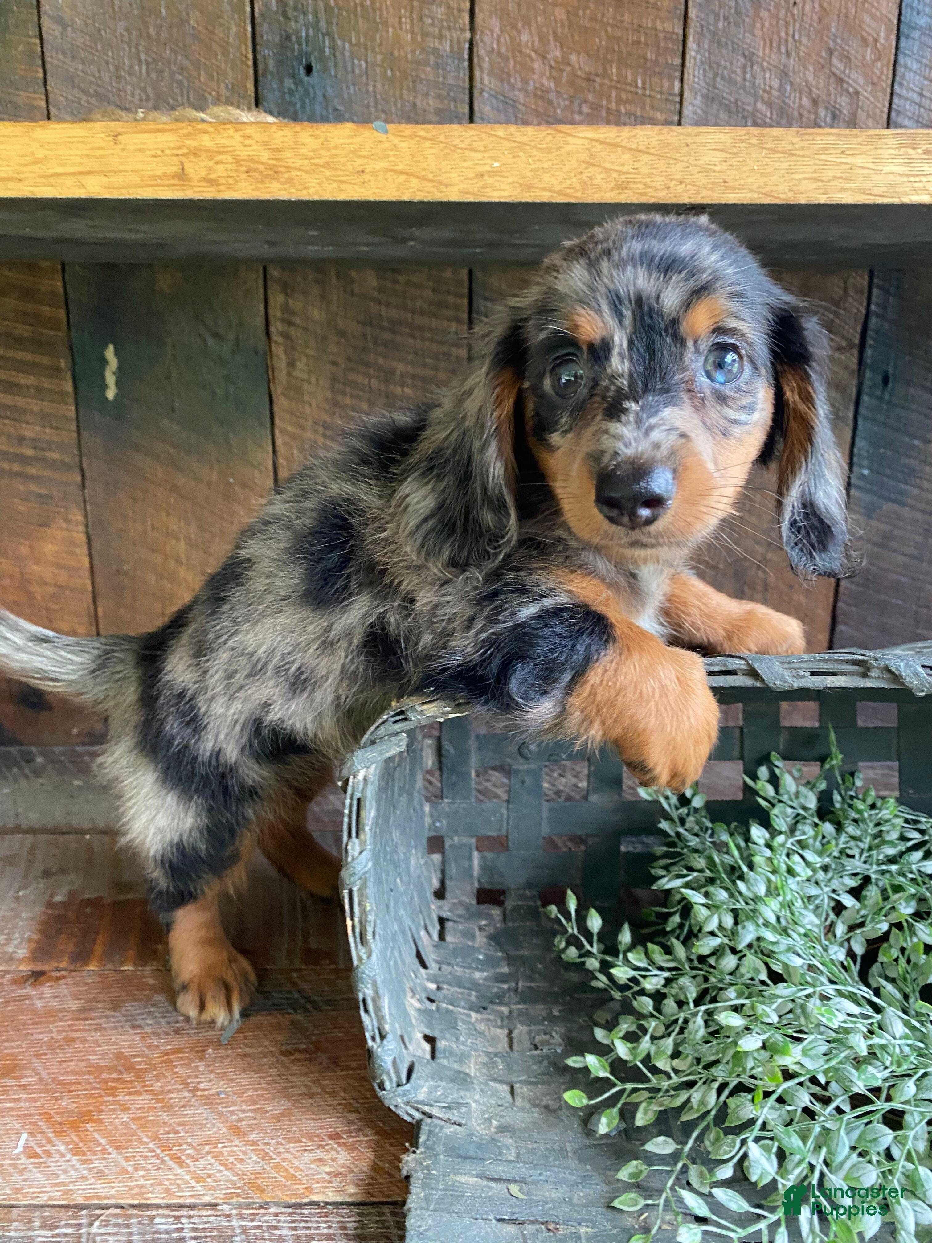 Miniature Dachshund dogs Bonnie - Ad 1