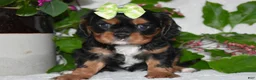 Cavalier King Charles Spaniel dogs for sale: Cavalier King Charles Spaniel 2 - Ad 4
