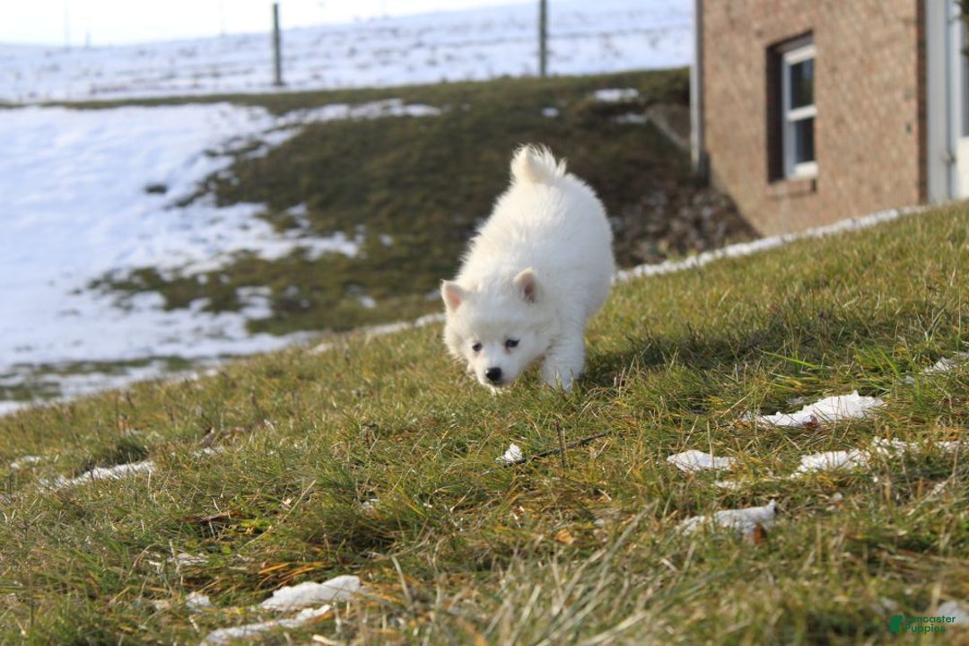 Pomsky dogs for sale: Cream Puff - Ad 6