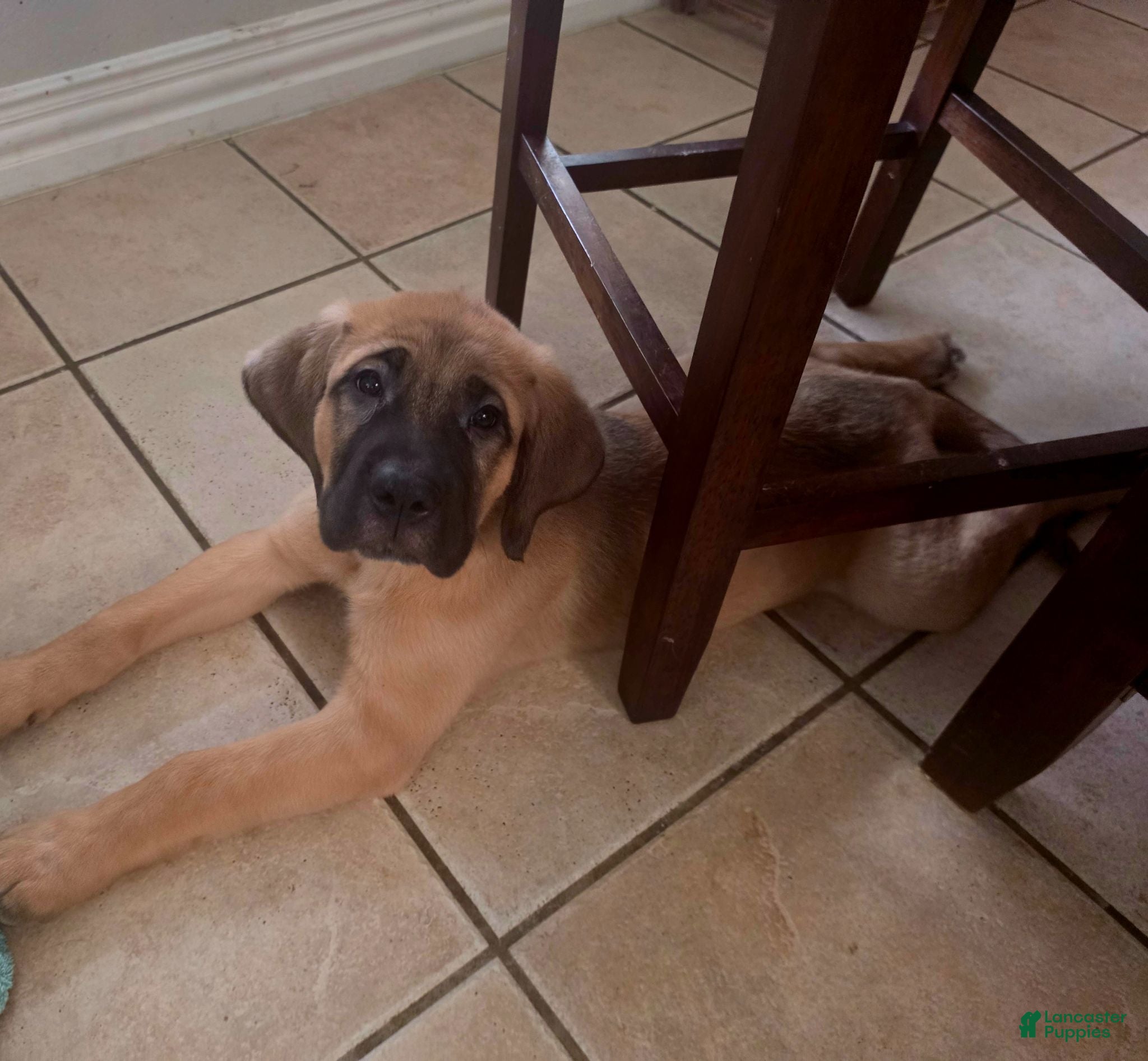 Mixed Breed dogs "Daisy" - Ad 1