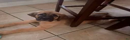 Mixed Breed dogs for sale: "Daisy" - Ad 1