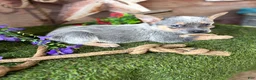 Australian Cattle Dog dogs for sale: Cinch - Ad 3