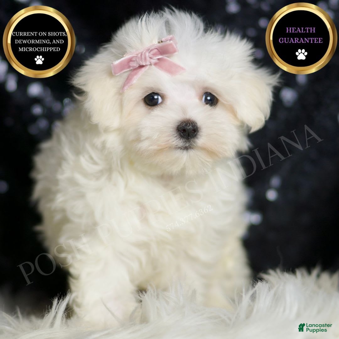 Maltese dogs Claudia - Ad 2
