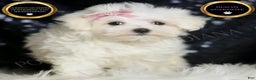 Maltese dogs for sale: Claudia - Ad 2
