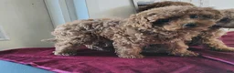 Cavapoo dogs for sale: Katie Mae - Ad 1