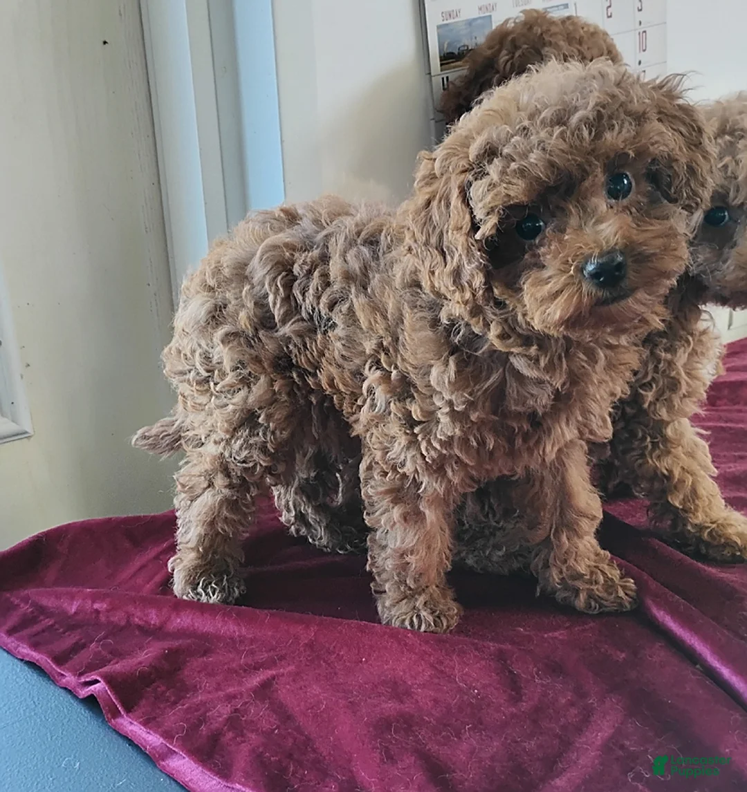 Cavapoo dogs for sale: Katie Mae - Ad 1