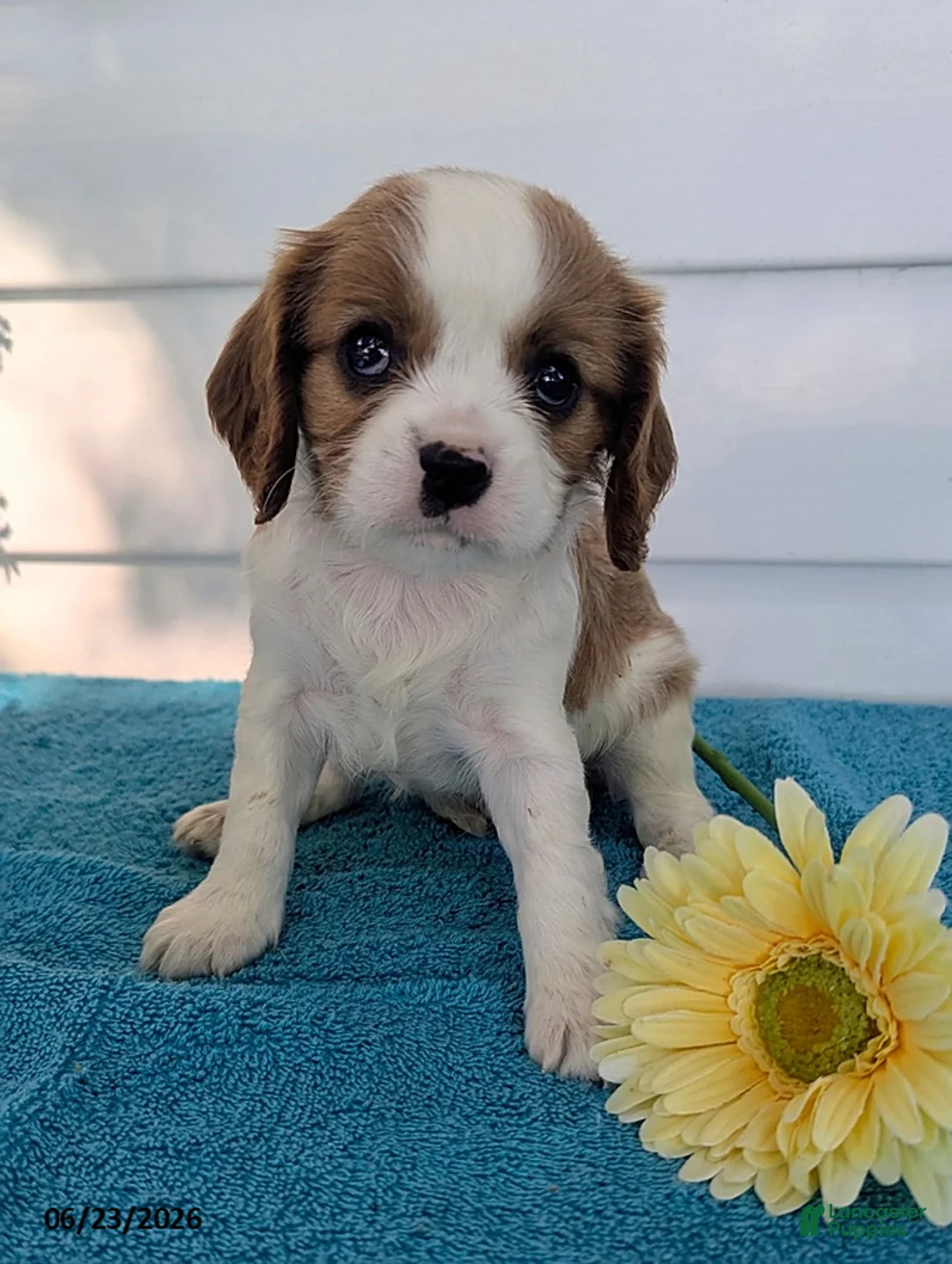 Cavalier King Charles Spaniel dogs for sale: Julien - Ad 5