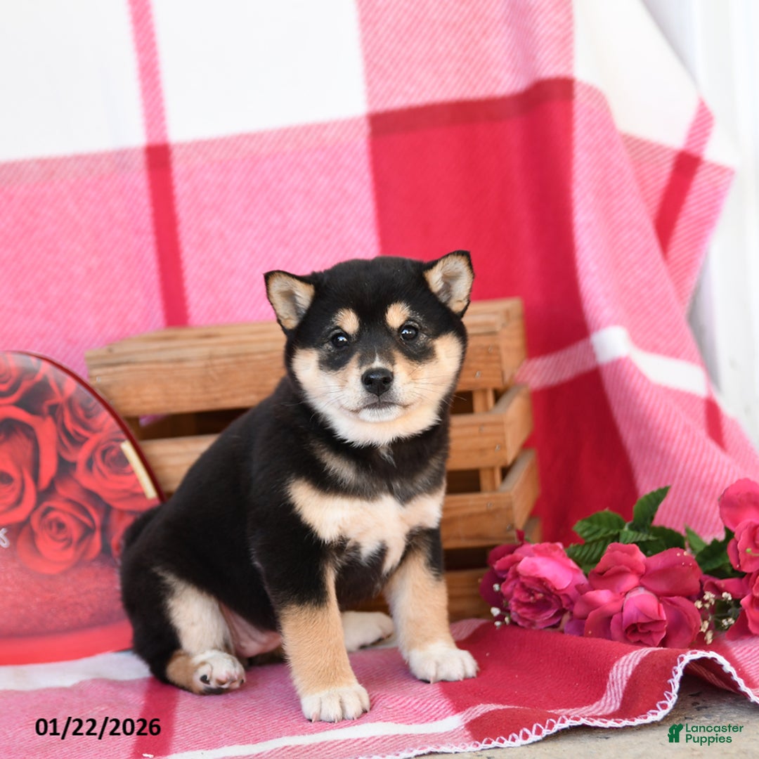Shiba Inu dogs for sale: Becky - Ad 4