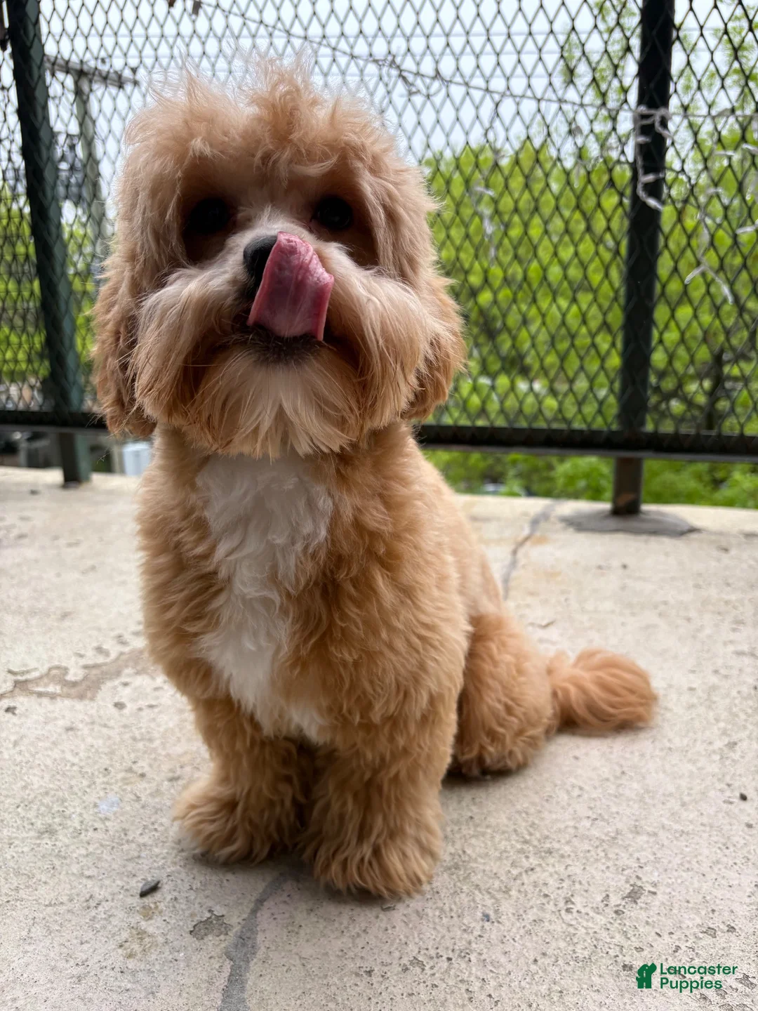 Shihpoo dogs for sale: Bam Bam - Ad 5