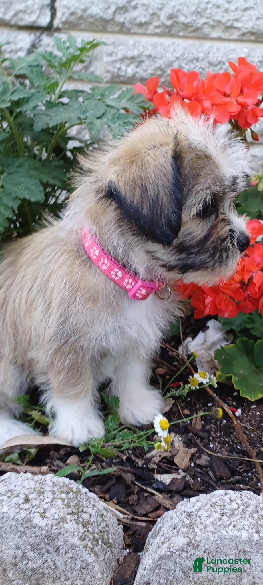 Mixed Breed dogs Marley - Ad 2