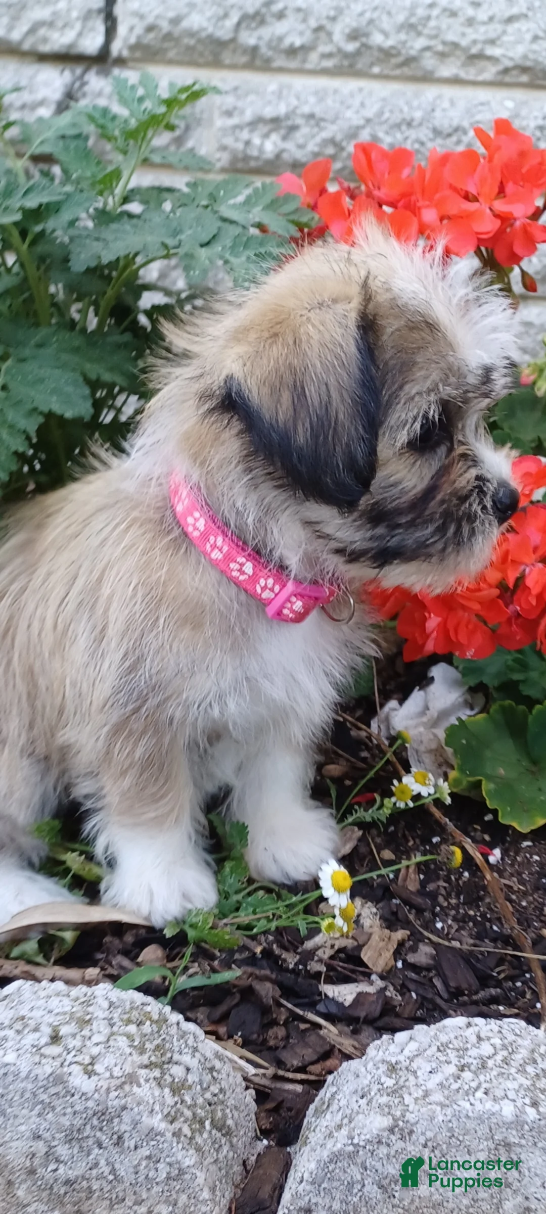 Mixed Breed dogs for sale: Marley - Ad 2