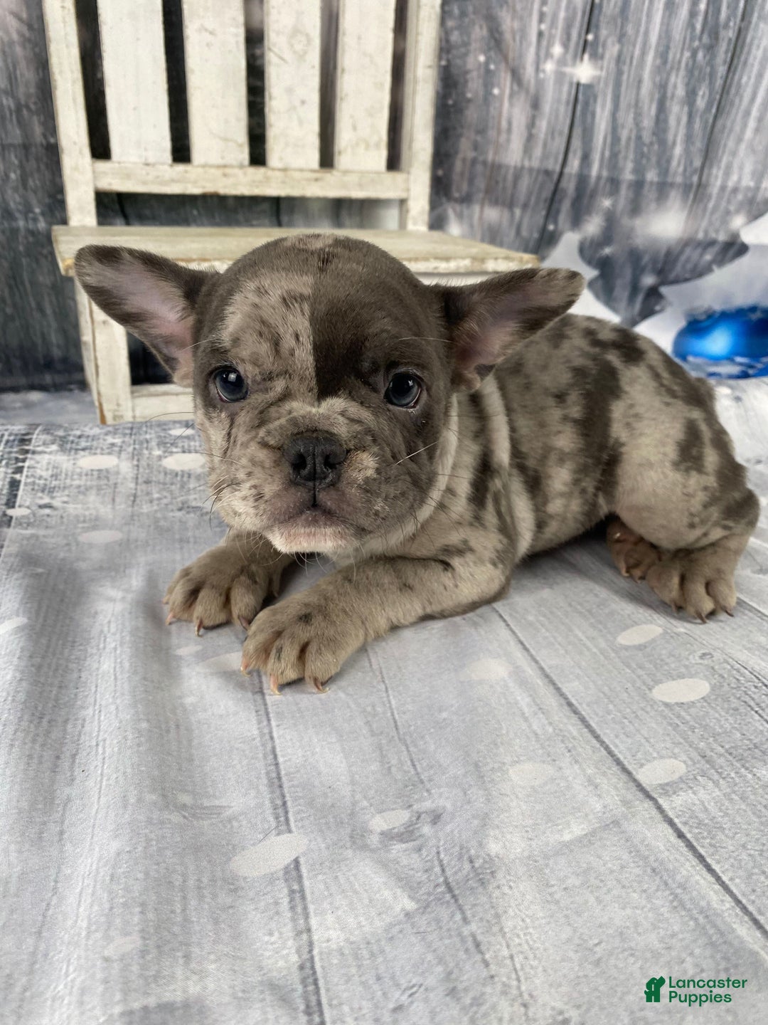 Mixed Breed dogs for sale: Betty - Ad 13