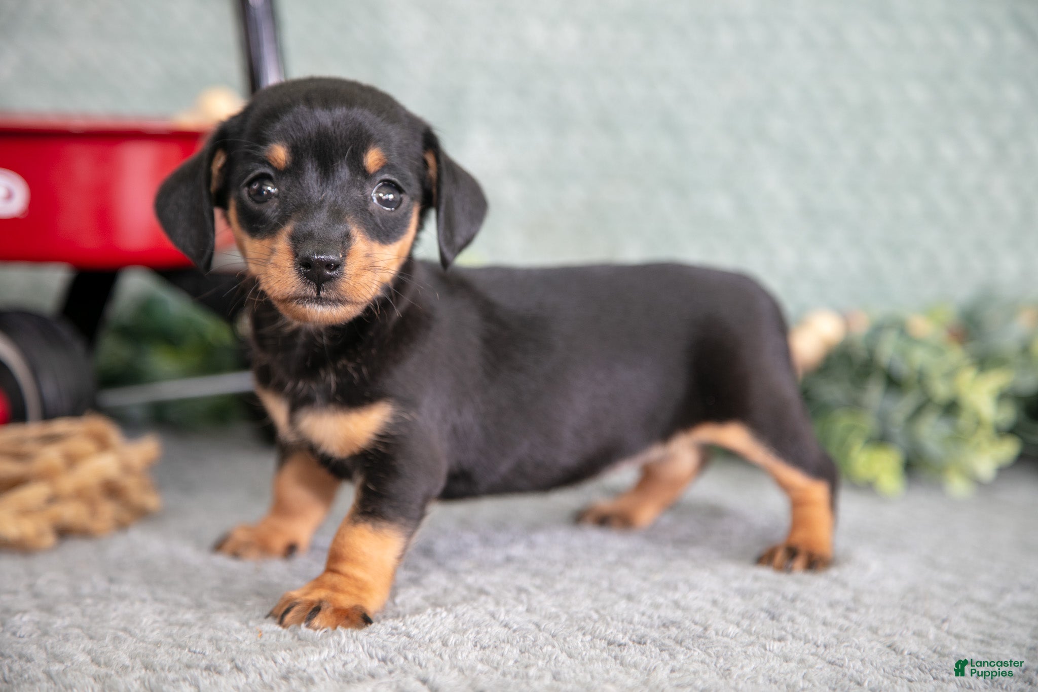 Miniature Dachshund dogs Barbie - Ad 21