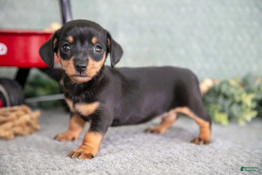 Miniature Dachshund dogs for sale: Barbie - Ad 1