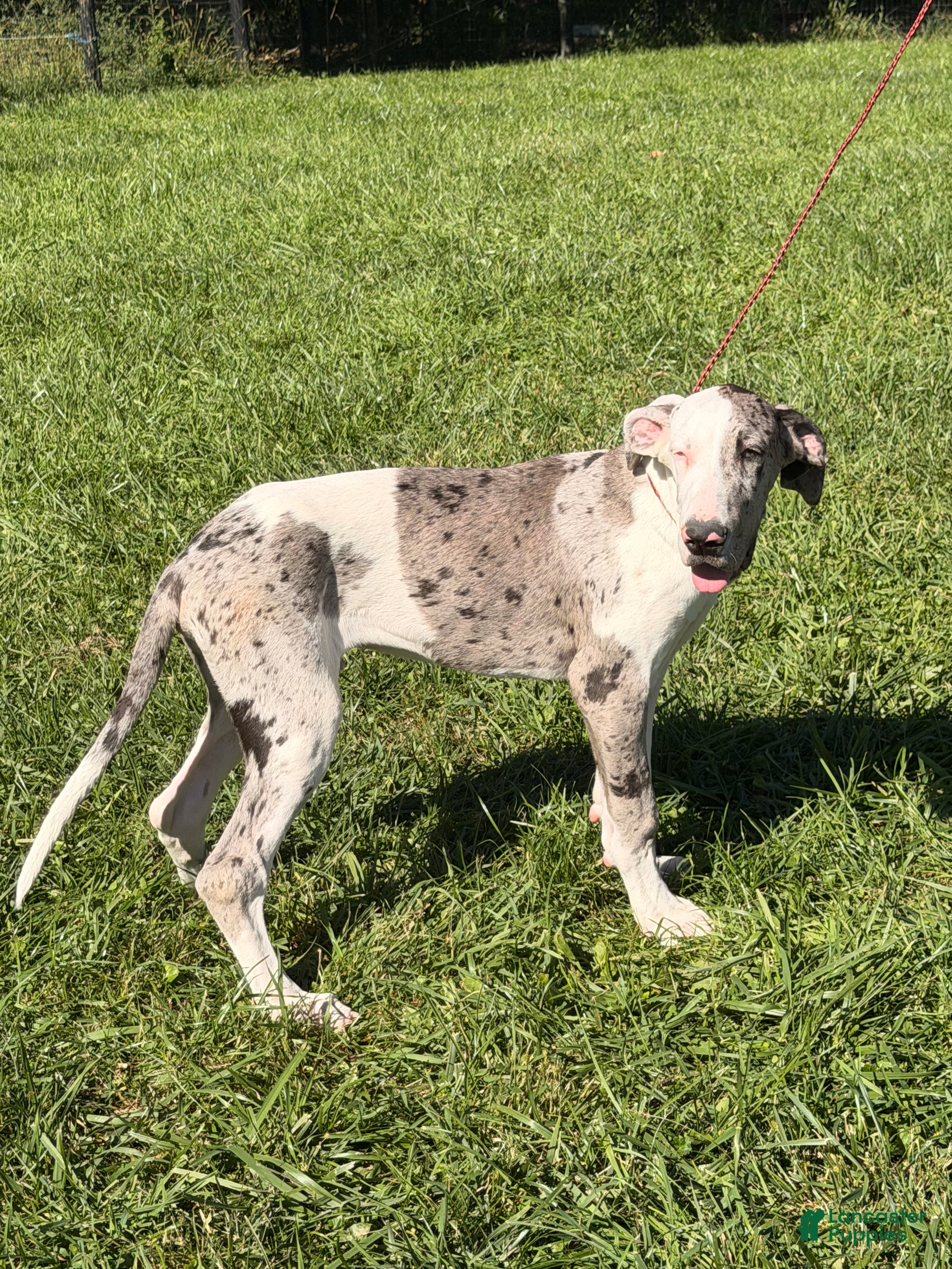 Great Dane dogs Patches Great Dane  - Ad 1