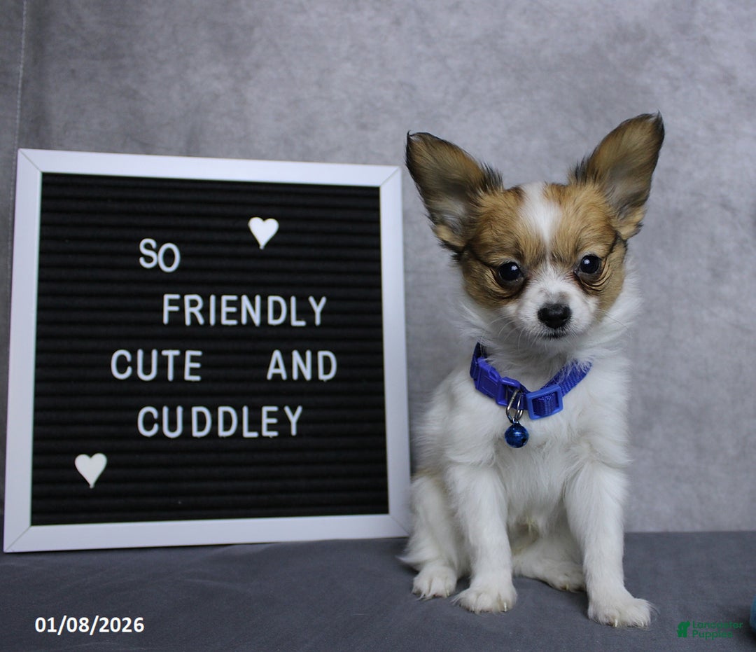 Papillon dogs for sale: Nipper - Ad 4
