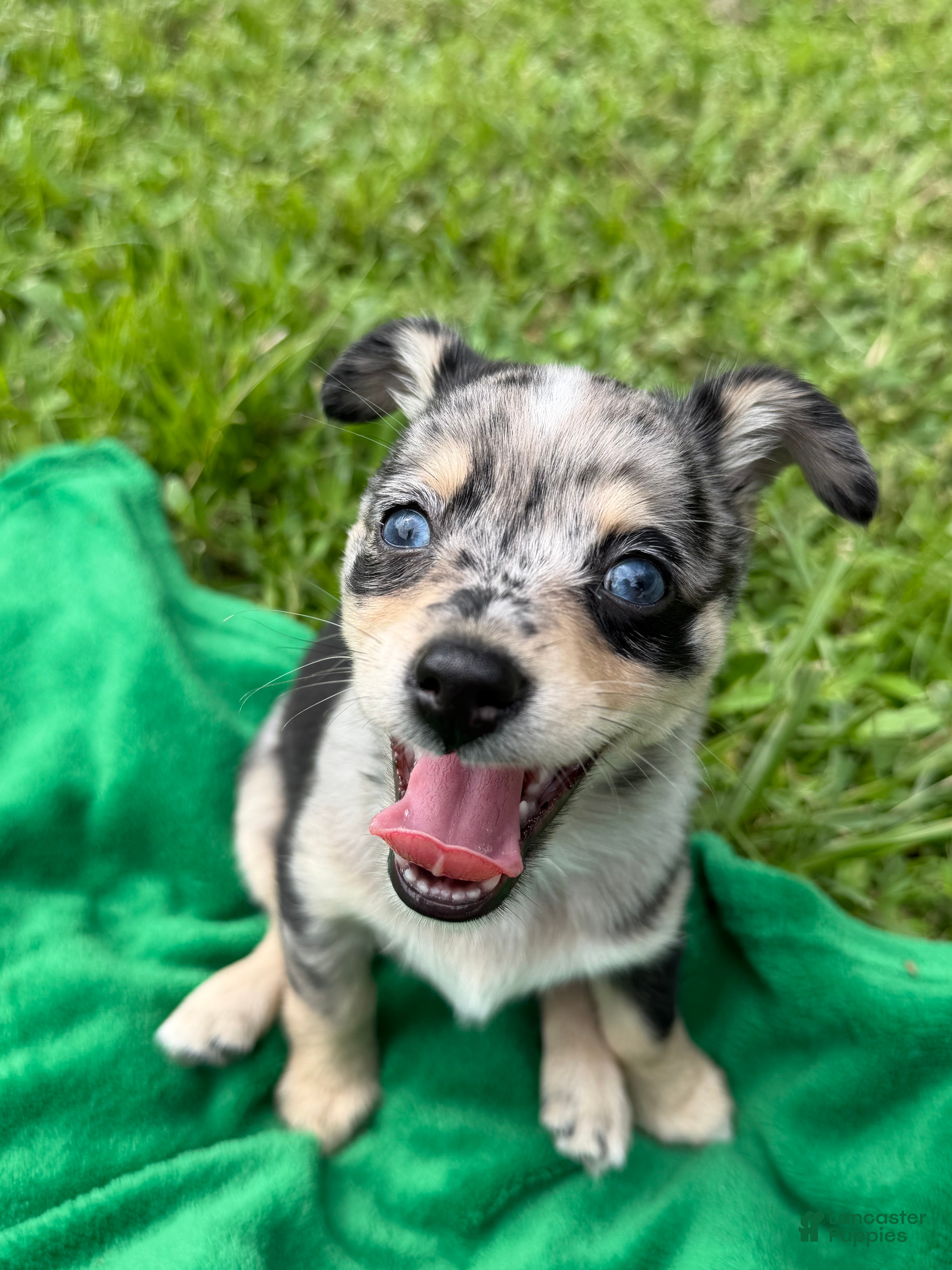 Mixed Breed dogs Luna - Ad 1