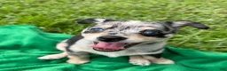 Mixed Breed dogs for sale: Luna - Ad 1