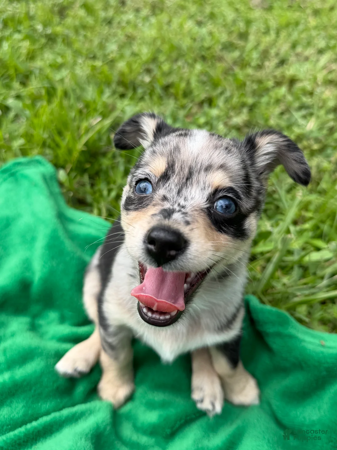 Mixed Breed dogs for sale: Luna - Ad 1