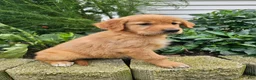 Golden Retriever dogs for sale: Jackie - Ad 3