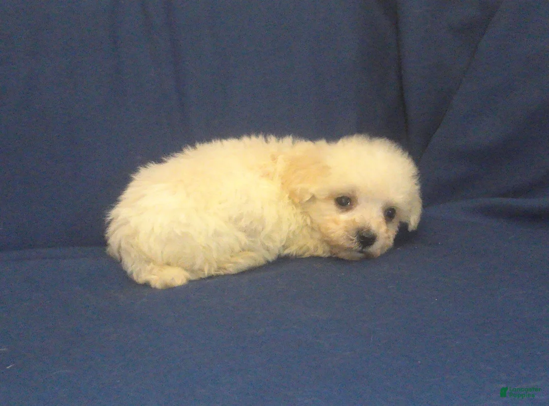 Maltipoo dogs for sale: Paladine - in home raised, non-shedding - Ad 2