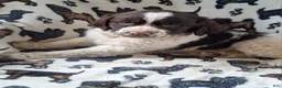 English Springer Spaniel dogs for sale: Benji - Ad 8