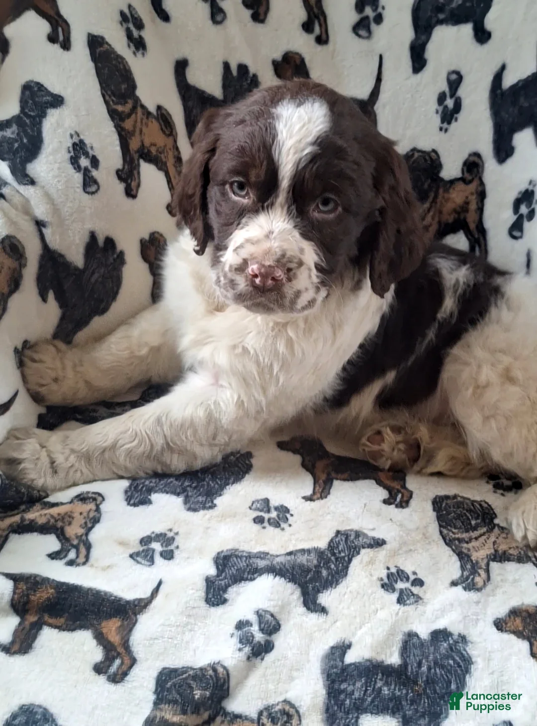 English Springer Spaniel dogs for sale: Benji - Ad 8