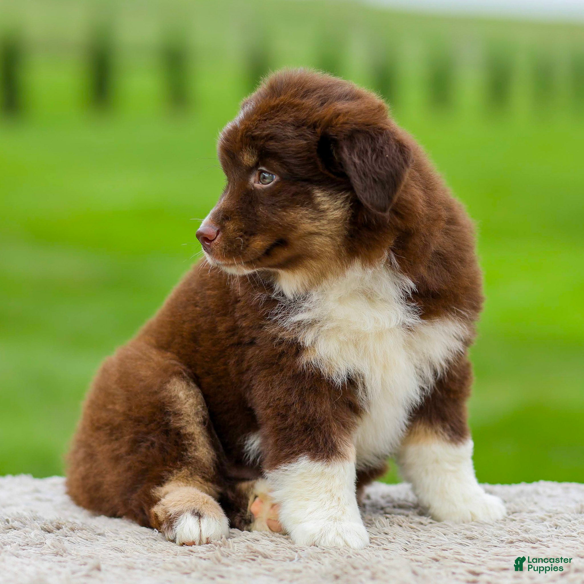 Miniature Australian Shepherd dogs Gordon - Ad 2