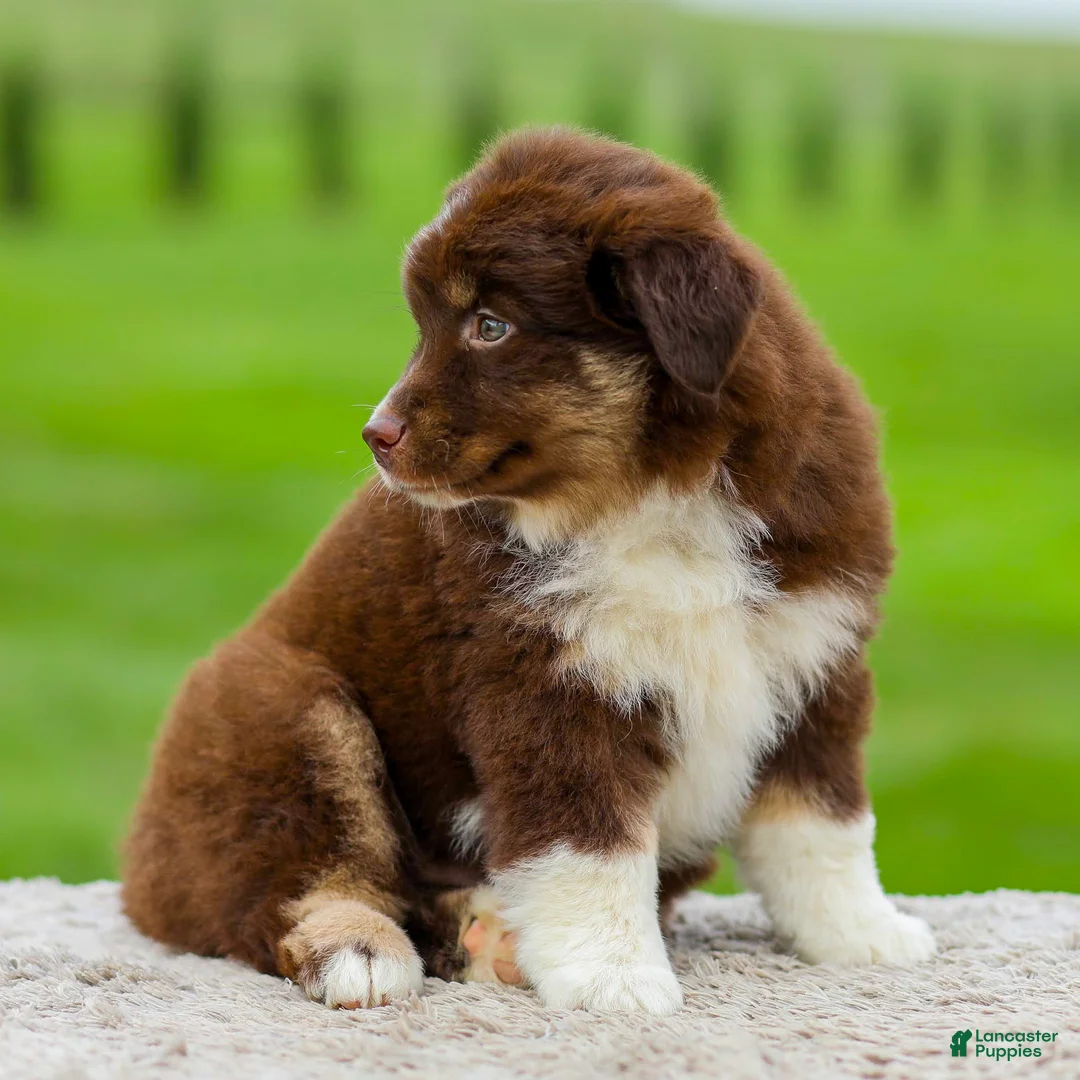 Miniature Australian Shepherd dogs for sale: Gordon - Ad 2