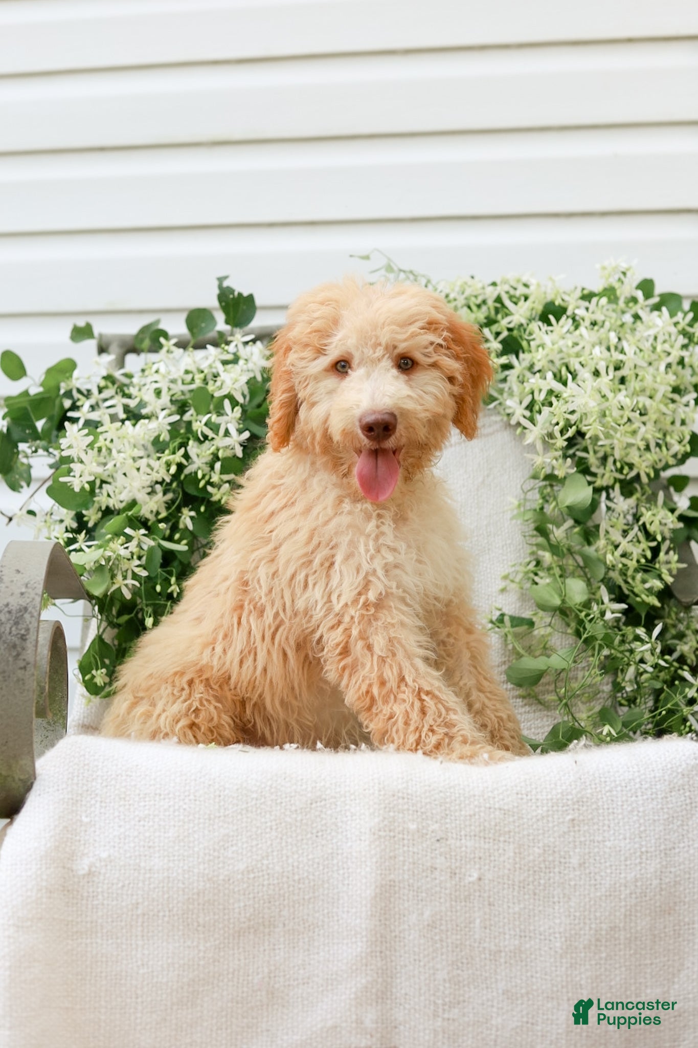 Goldendoodle dogs Jeremy - Ad 2