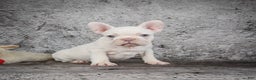 French Bulldog dogs for sale: Bella - Ad 4