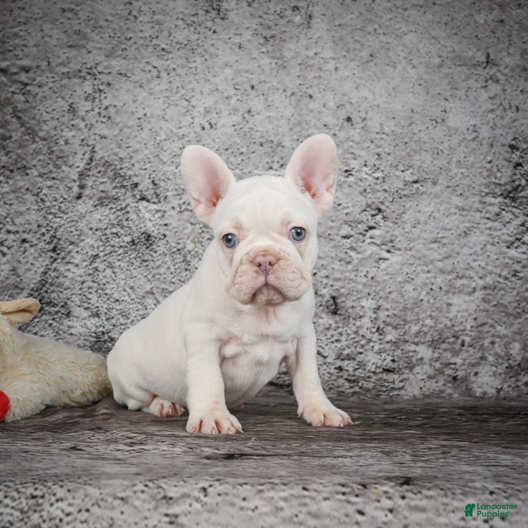 French Bulldog dogs for sale: Bella - Ad 4