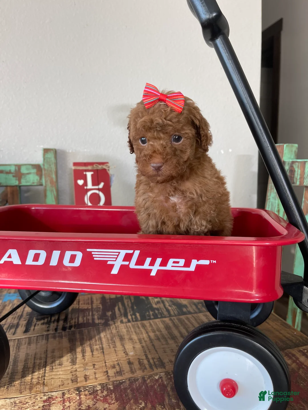 Toy Poodle dogs for sale: Akc Bred Color Red Red Bow - Ad 7