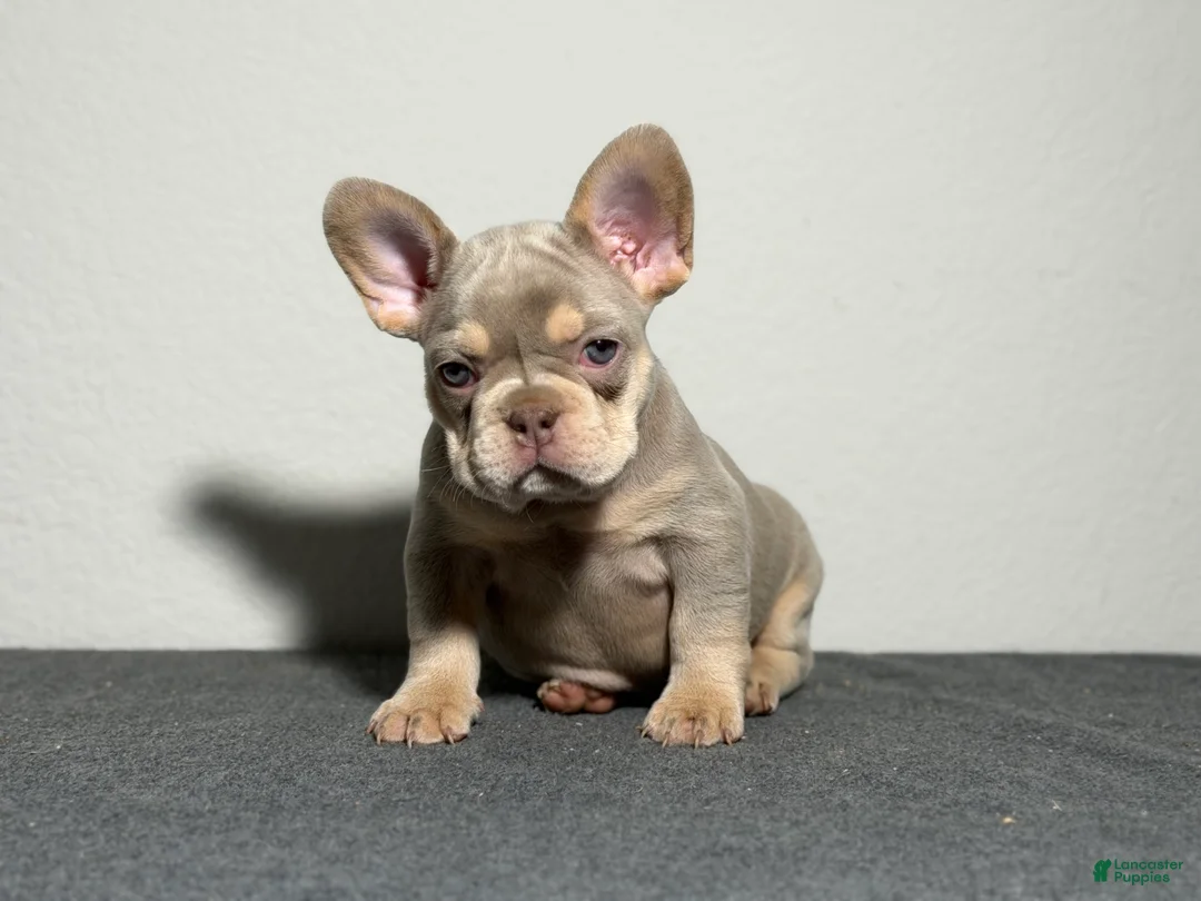 French Bulldog dogs for sale: French Bulldog Puppy 2 - Ad 3