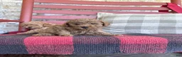 Mixed Breed dogs for sale: Toby - Ad 5