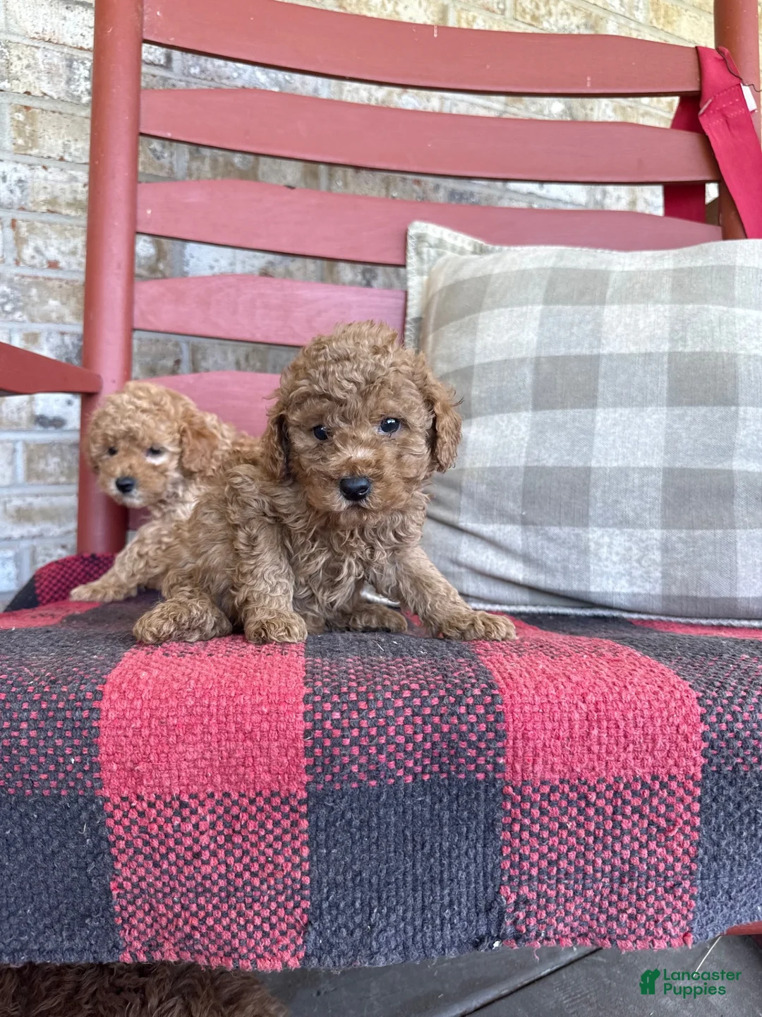 Mixed Breed dogs for sale: Toby - Ad 5